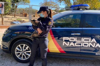 El felino acabó con múltiples heridas, causadas por el maltrato al que fue sometido