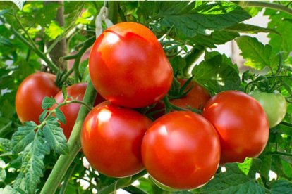 Beneficios y contraindicaciones del tomate