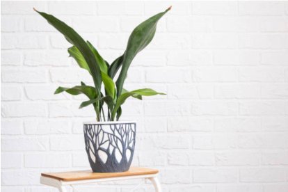 Aspidistra