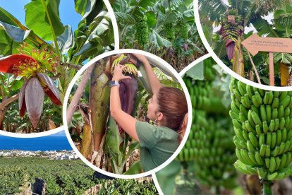 Hacienda Rekompensa - Gran Canaria