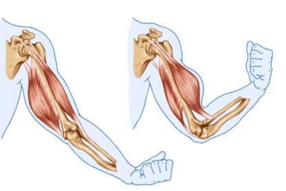 Contracción-relajación muscular