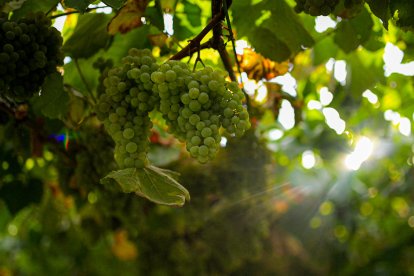 Racimo de uva albariña de una finca en Cambados de la bodega Señorio de Sobral