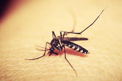 Un ejemplar del mosquito que transmite la malaria