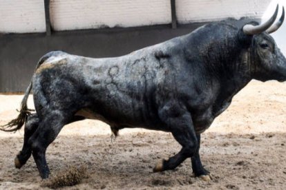 Toro de Victorino Martín