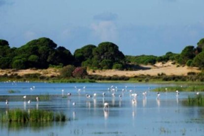 Humedal del Parque Nacional de Doñana (Huelva).