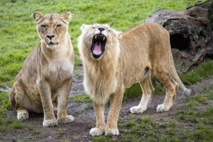 Imagen de leones del Bioparc de Valencia.