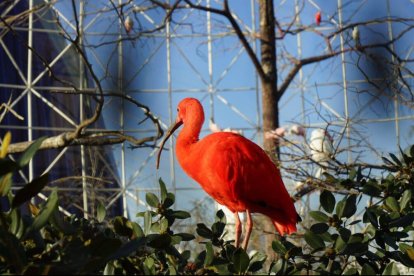Ibis escarlata en l'oceanogràfic.