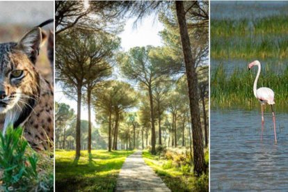 Curiosidades del Parque Nacional de Doñana