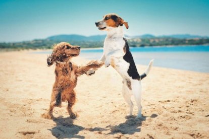 Playas para perros en Andalucía