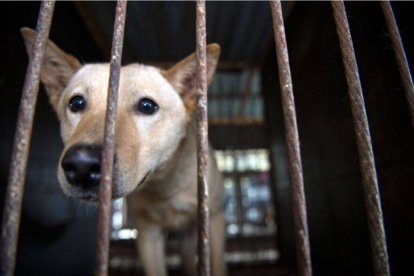 Prohibición de comer carne de perro en Corea del Sur