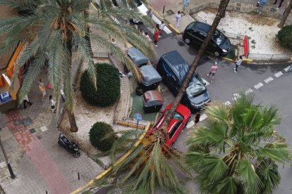 Palmera caída sobre varios vehículos en Torrent