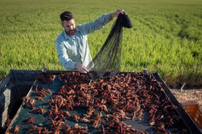 Un pescador de cangrejo rojo faena en los arrozales de Isla Mayor.