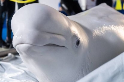 Una de las belugas rescatadas