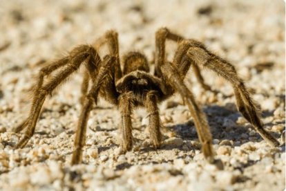 Tarántula en el Parque Nacional del Valle de la Muerte