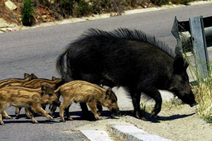 Una familia de jabalíes en una carretera de Málaga.