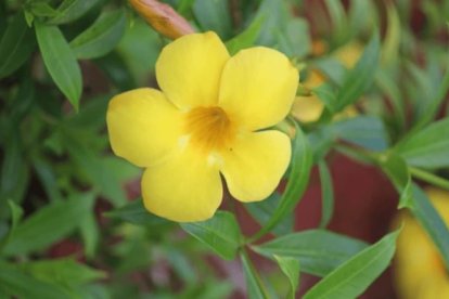 Tribulus terrestris