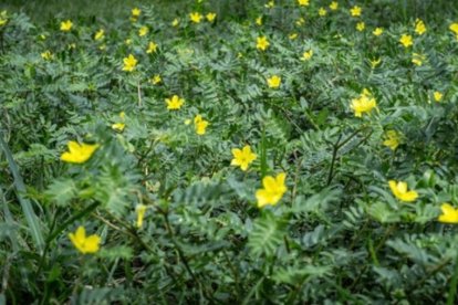 Tribulus terrestris