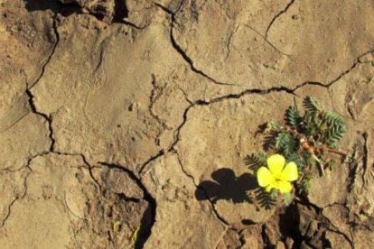 Tribulus terrestris