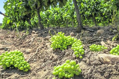 Cosecha en verde de uva en imagen de archivo