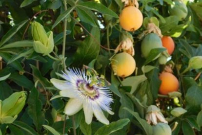 Maracuyá o fruta de la pasión