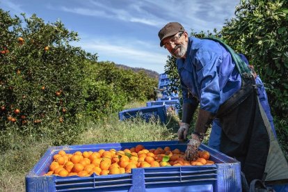 Un trabajador del sector agrícola