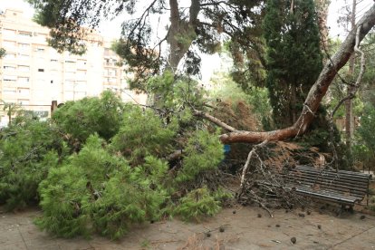 Árbol caído por las lluvias en el Parque del Oeste