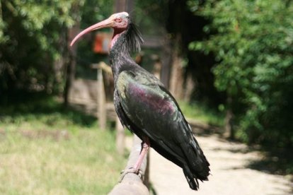 Ibis Eremita, especie recuperada en libertad gracias a Oasys Mini Hollywood