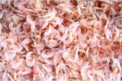 Camarones