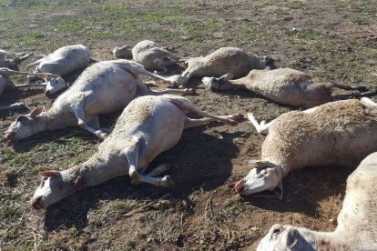 Imagen de las ovejas atacadas por lobos.