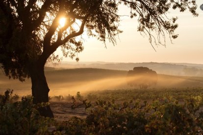 España es uno de los mayores exportadores de vino del mundo. 

REMITIDA / HANDOUT por BODEGAS LA HORRA
Fotografía remitida a medios de comunicación exclusivamente para ilustrar la noticia a la que hace referencia la imagen, y citando la procedencia de la imagen en la firma
25/9/2024