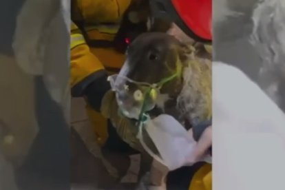 Rescate de los bomberos a un perro en Novelda