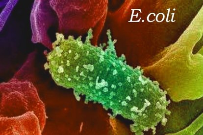 Escherichia coli