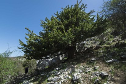 Imagen del tejo de 2.000 años del Parque Natural.