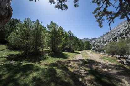 Sendero del Valle de los Tejos Milenarios.