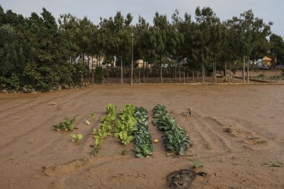 Daños ocasionados por la DANA en una huerta en Valencia.