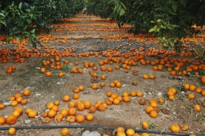 Campo de naranjas afectado por la DANA