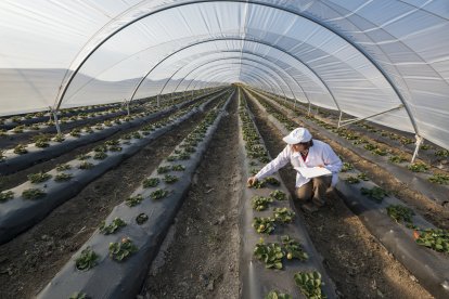 Un ingeniero agrícola trabajando en un invernadero en una pequeña explotación.