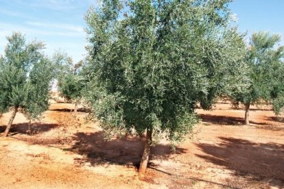 Un árbol de la varieda empeltre, la predominante en Aragón.