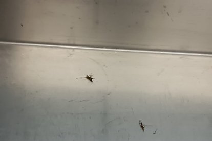 Mosquitos en la mesa quirúrgica