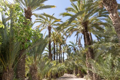 El Palmeral de Elche, Bajo Vinalopó (Alicante) ,
