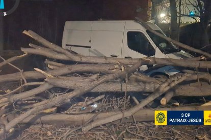 Árbol caído en Valencia