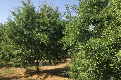 Almendros.