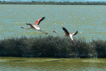 Flamencos en Doñana.