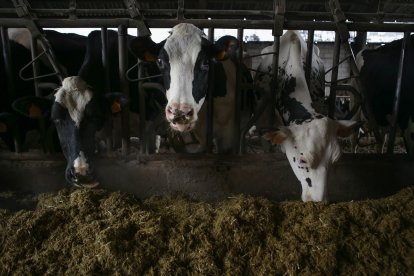 Archivo - Varias vacas en una ganadería de lácteo.