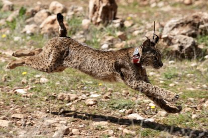 Lince ibérico reintroducido este viernes en la Sierra de Arana, Granada.