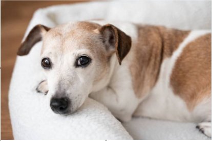 Un perro en su cama