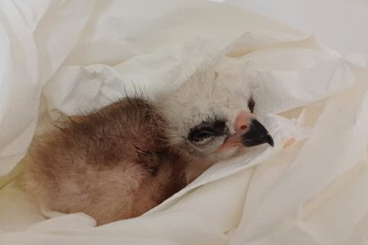 El pollo de milano real número 150 criado en el programa de La Alfranca.