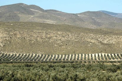 Archivo - Cultivos en zona montañosa.