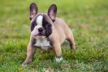 Bulldog francés