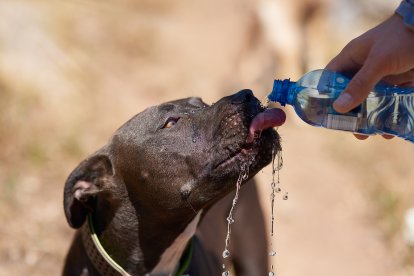 Perro bebiendo